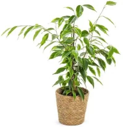 PROVEN WINNERS FICPRL0115107 Cling-On Ficus Benjamina Samantha Weeping Fig