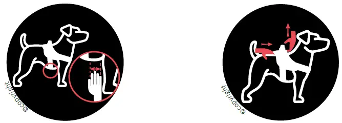 JULIUS-K9-IDC-PowerHarness-fig-5