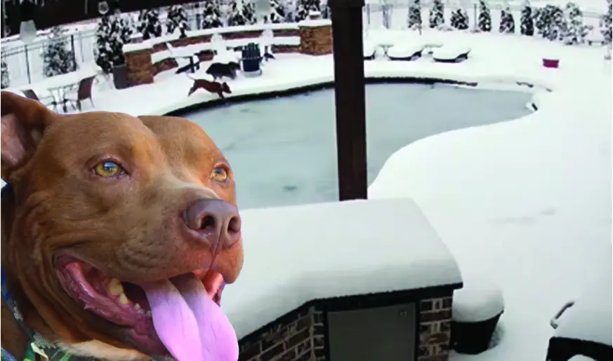 GLI Lifeguard Safety Covers for Pool - FIG 1