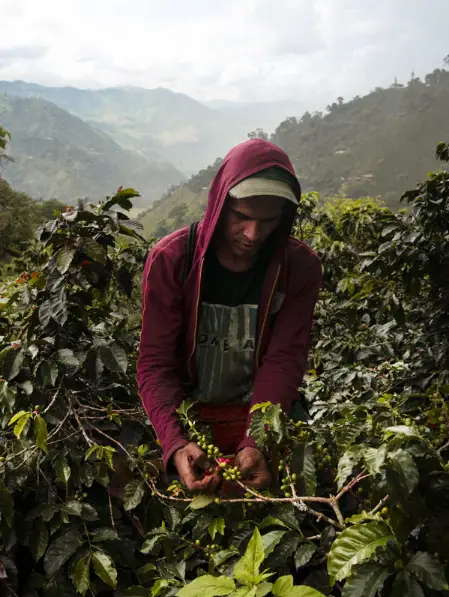 Bellwether Coffee Electric and Automatic Commercial Coffee Roaster - Figure 22