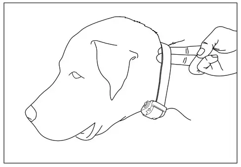 Dogtra YS600 No Bark Collars- Collar Fitting