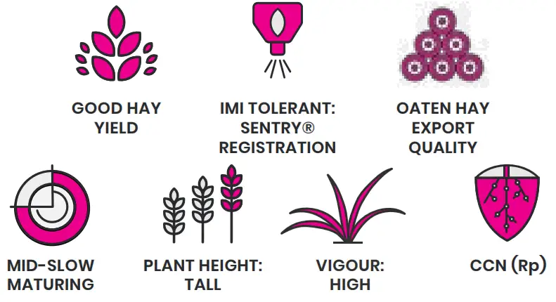 INTERGRAIN Kingbale Oat IMI Tolerant Oat Variety fig 2
