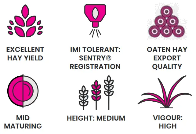 INTERGRAIN Kingbale Oat IMI Tolerant Oat Variety fig 3