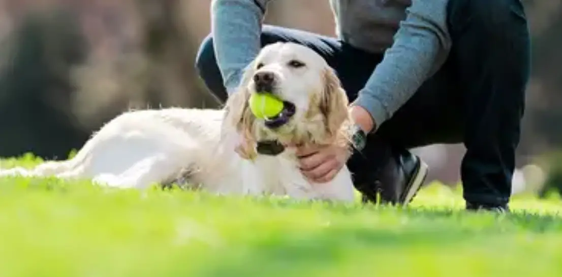 Petsafe Stay & Play® Compact Wireless Fence User Guide Petsafe Stay & Play® Compact Wireless Fence User Guide