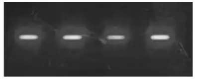 Vytaliving VYTAbike Electric Elliptical Bike - Figrue 4