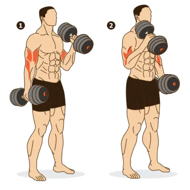 kogan FSADDBBS40A Adjustable Dumbbell and Barbell- EXERCISE GUIDE