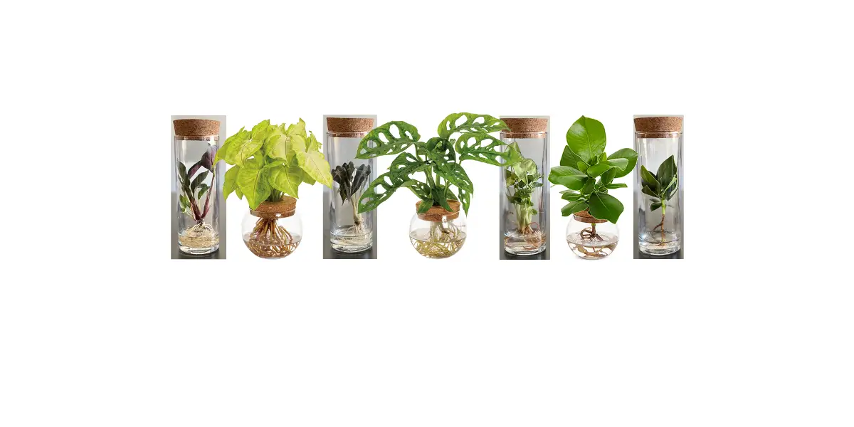 Proven Winners Synprl0055105 Leafjoy Falling Arrows Syngonium Golden Allusion User Guide