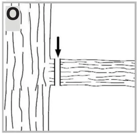 Sawing off smaller branches