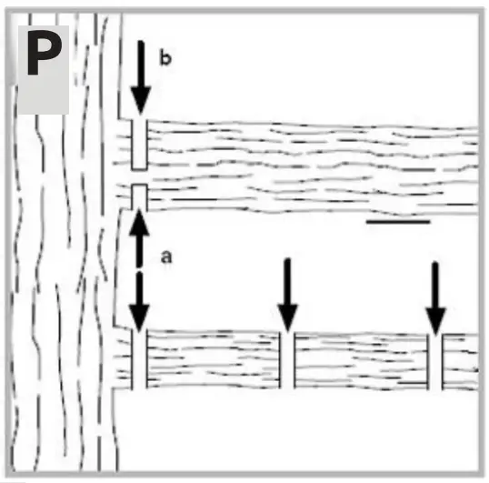 Sawing off larger and longer branches