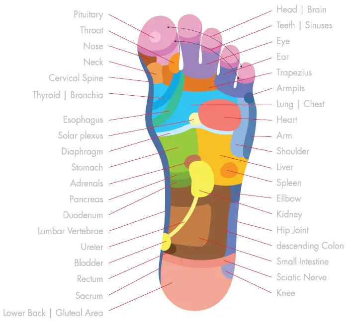 MEDCURSOR MDFM400 Shiatsu Foot Massager fig 5