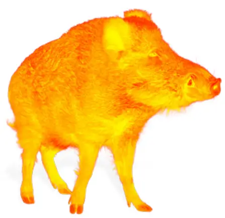 LIEMKE KEILER 1 Fascination Thermal Imaging -