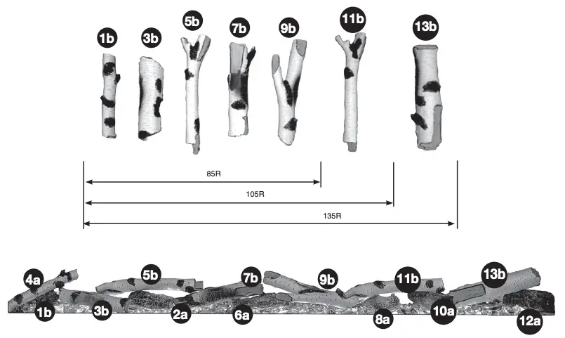 OPTIONAL SILVER BIRCH SET