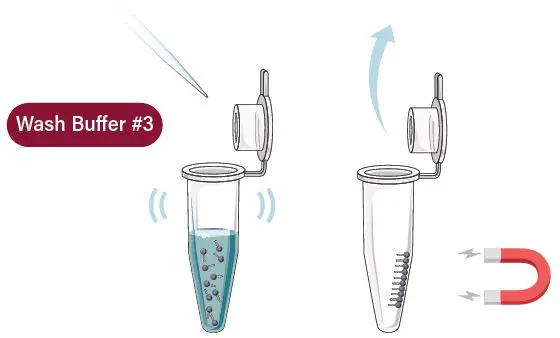 GALENVS-PR0050-12-Plant-RNA-Extraction-Kit-fig- (15)