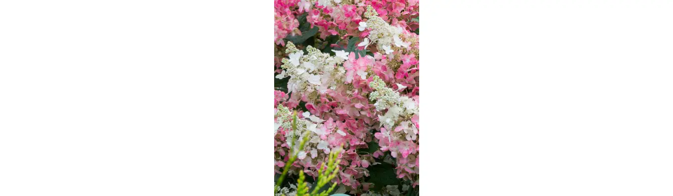 Cottage Farms M89457 Strawberry Sundae Hydrangea Live Plant User Guide