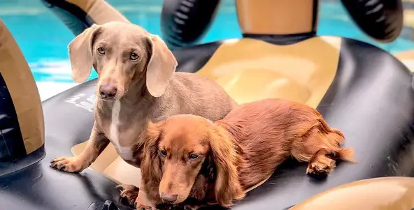 Anko P_43199341 Low Voltage Sausage Dog Inflatable Instruction Manual Anko P_43199341 Low Voltage Sausage Dog Inflatable Instruction Manual