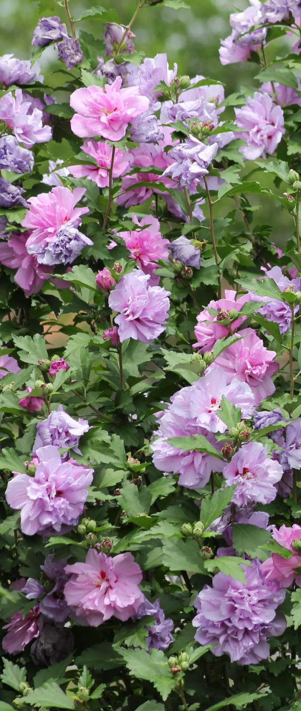 Cottage Farms M89458 Tahiti Rose of Sharon Live Plant - Cover