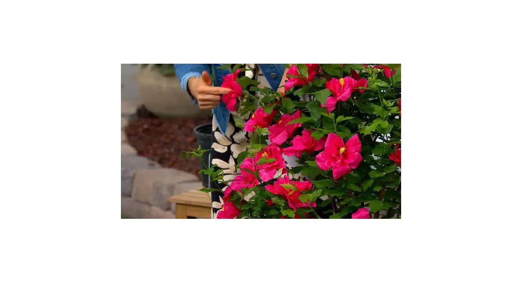 Cottage Farms M89458 Tahiti Rose Of Sharon Live Plant User Guide Cottage Farms M89458 Tahiti Rose Of Sharon Live Plant User Guide