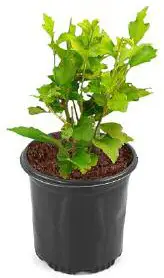 Cottage Farms M89458 Tahiti Rose of Sharon Live Plant - Icon