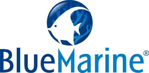 BlueMarine LOGO
