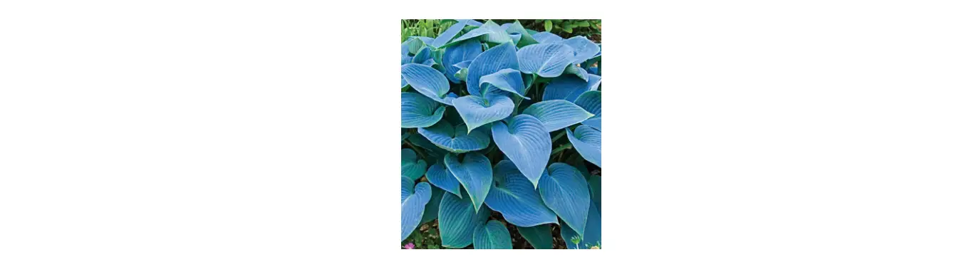 Qvc Barbara King 2-piece Blue And Gold Hosta Halcyon Duo Live Plants User Manual