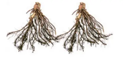 QVC-Barbara-King-2-Piece-Blue-and-Gold-Hosta-Halcyon-Duo-Live-Plants-fig-1