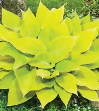 QVC-Barbara-King-2-Piece-Blue-and-Gold-Hosta-Halcyon-Duo-Live-Plants-fig-2