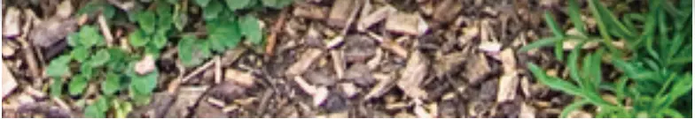 QVC-Barbara-King-2-Piece-Blue-and-Gold-Hosta-Halcyon-Duo-Live-Plants-fig-3