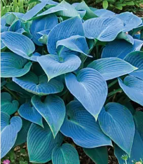 QVC-Barbara-King-2-Piece-Blue-and-Gold-Hosta-Halcyon-Duo-Live-Plants-product
