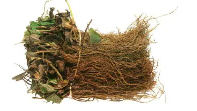 Cottage-Farms-M89430-Eversweet-Strawberries-Live-Plants-fig-1