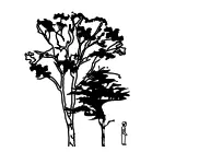 A Final Site Survey 3