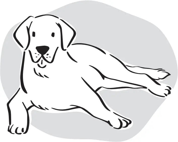 DOGCARE DG01 - Nail Grinding 1