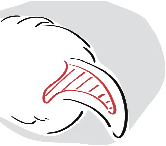 DOGCARE DG01 - Safety Tips 1