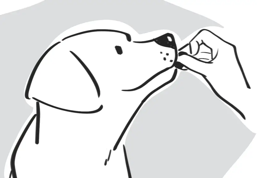 DOGCARE DG01 - Use DogCare 7