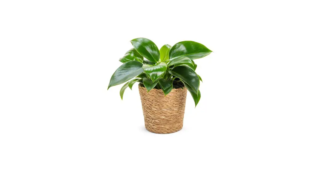 Proven Winners Phdprl0055105 Leafjoy Prismacolor Green Princess Hybrid User Guide