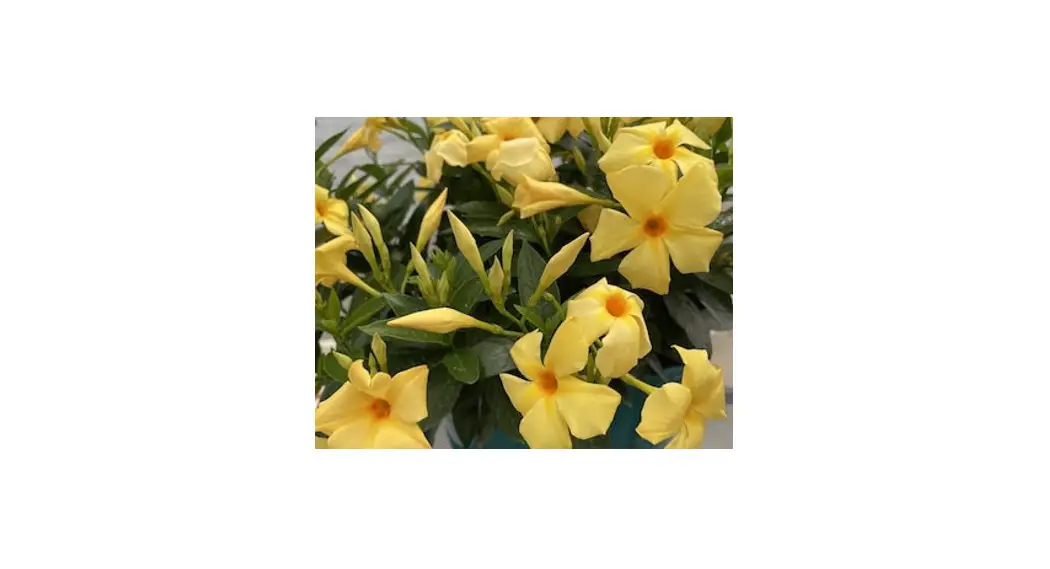 Cottage Farms M89462 Sunbeam Yellow Summer Trumpet Vine Live Plants User Guide Cottage Farms M89462 Sunbeam Yellow Summer Trumpet Vine Live Plants User Guide