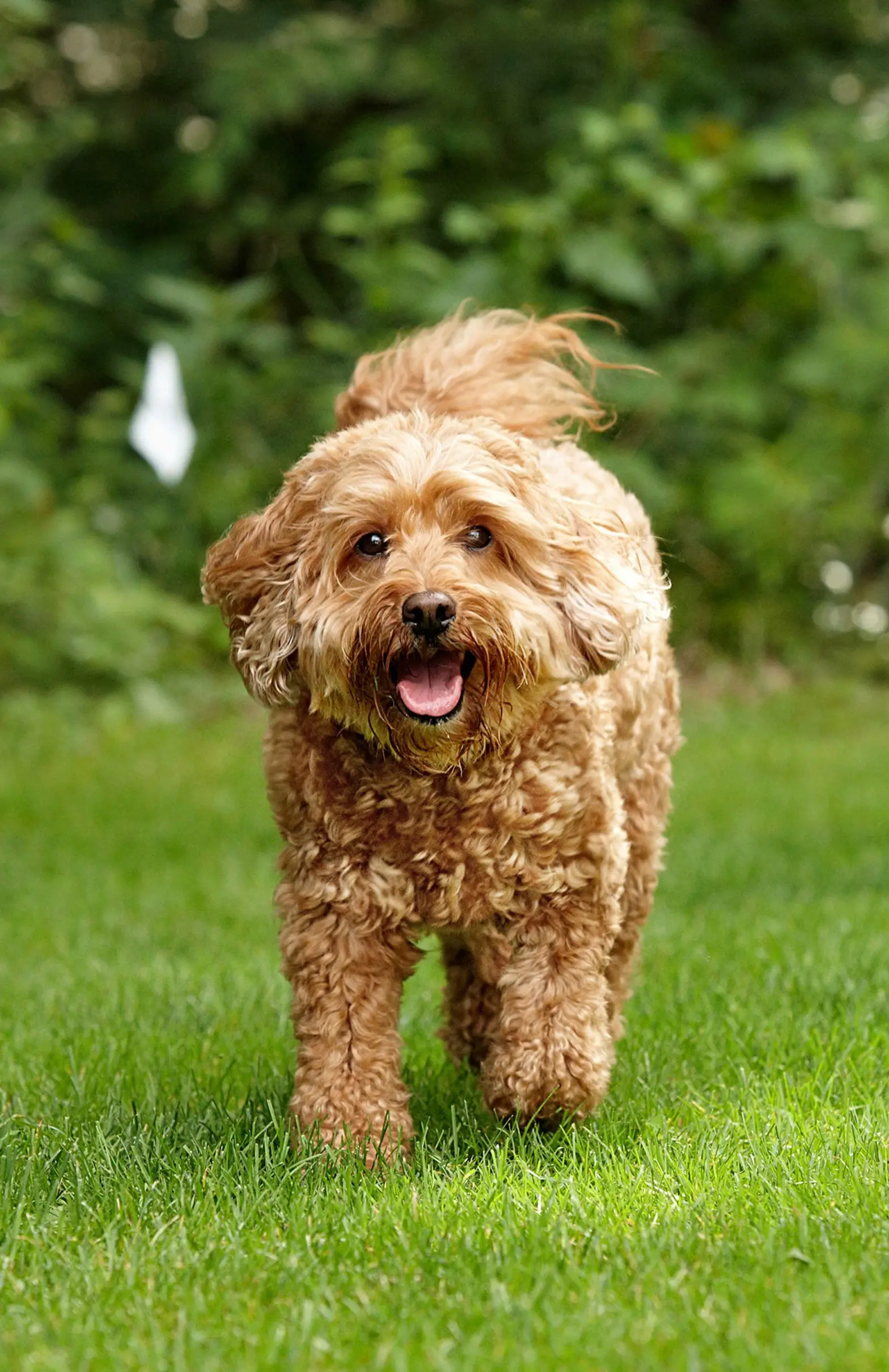 DogWatch ProFence - Hidden Fence System