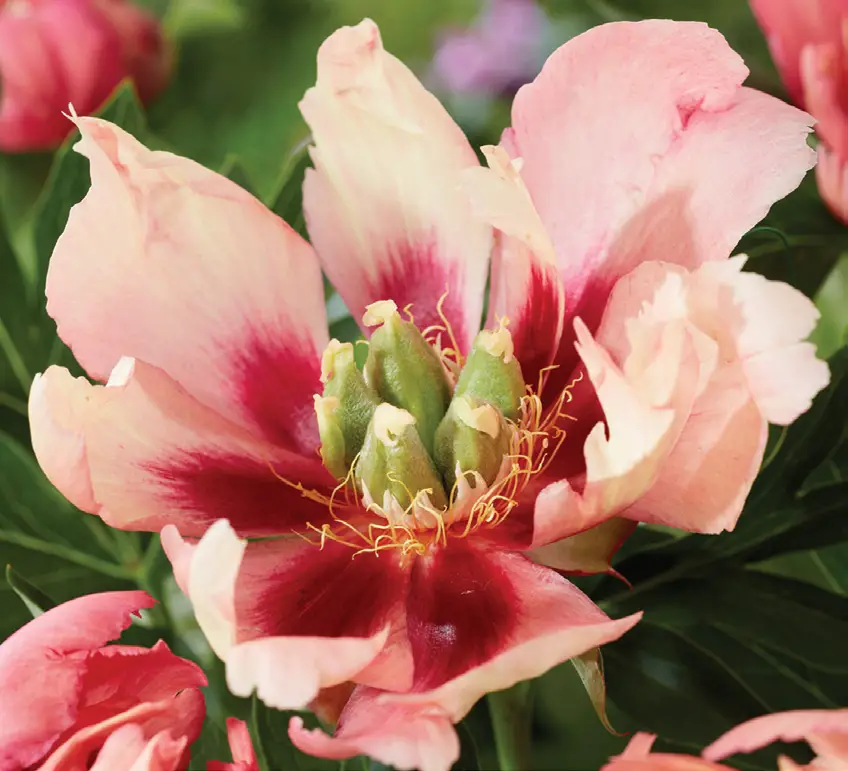 VAN-ZYVERDEN-8454- Itoh-Peony-Old-Rose-Dandy -01