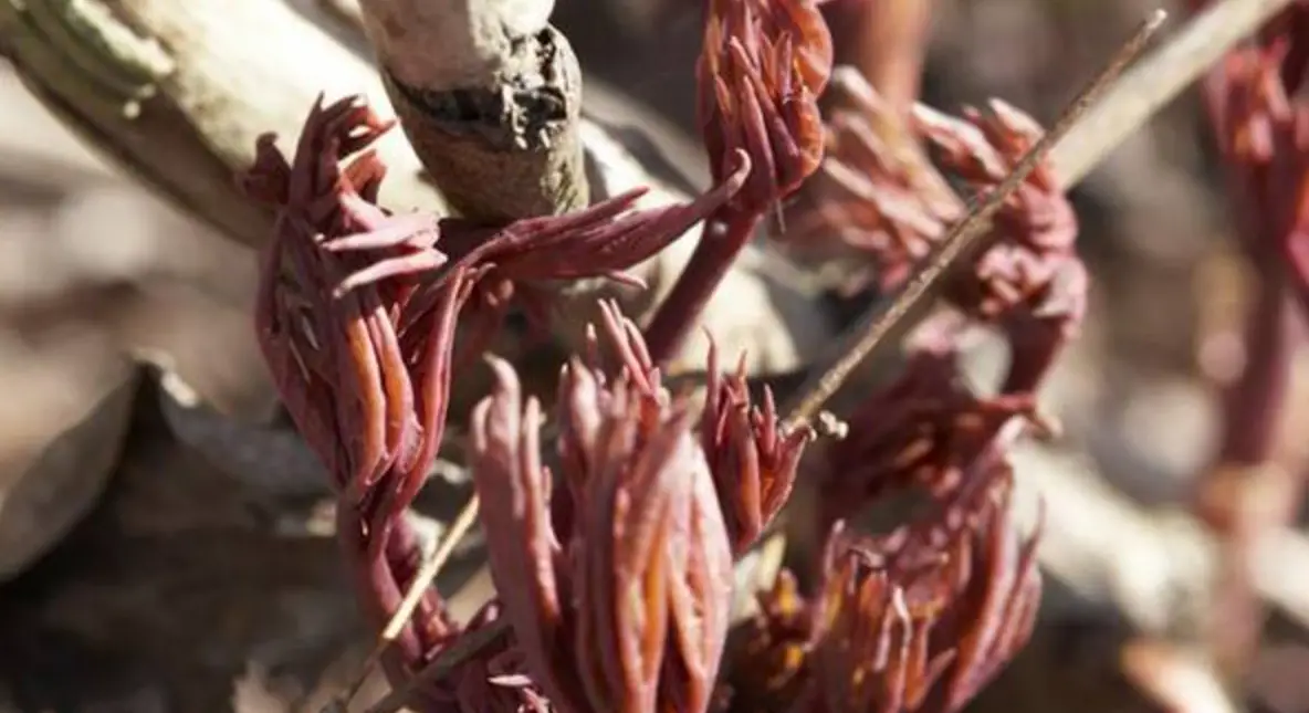 Van Zyverden 84543 Itoh Peony Old Rose Dandy User Guide