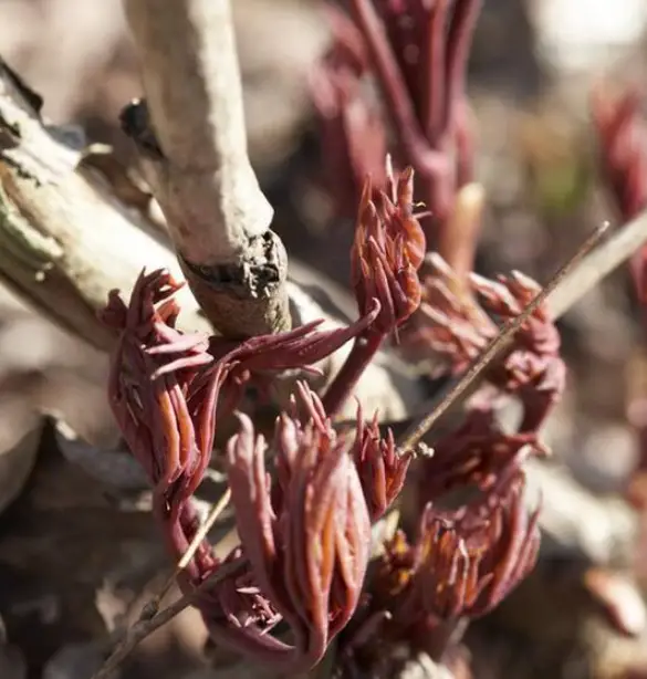 VAN-ZYVERDEN-8454- Itoh-Peony-Old-Rose-Dandy -product-image