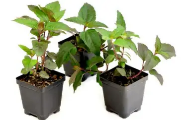 Cottage-Farms-M89435-3-Piece-Burning-Hearts-Perennial-Sunflower-Plant-fig-1