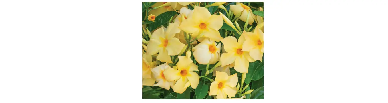 Cottage Farms M89428 3-piece Tropical Paradise Garden Live Plants User Guide Cottage Farms M89428 3-piece Tropical Paradise Garden Live Plants User Guide