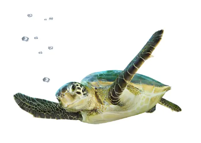 Telus Q2 In-store Collateral Optik Tv User Guide