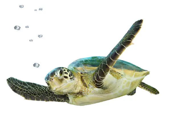 TELUS Q2 In-Store Collateral Optik