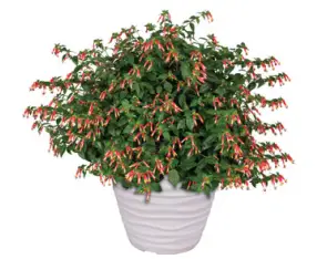 ULTIMATE-INNOVATIONS-M88579-Hummingbird-Feeder-and-3pc-Cuphea-Plants-fig-2