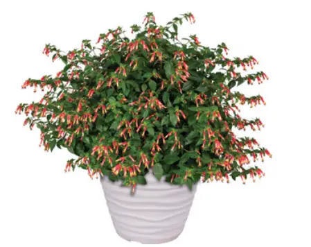 ULTIMATE-INNOVATIONS-M88579-Hummingbird-Feeder-and-3pc-Cuphea-Plants-fig-1