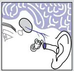 BRAUN PRO 4000 ThermoScan Ear Thermometer User Manual - Why measure in the ear