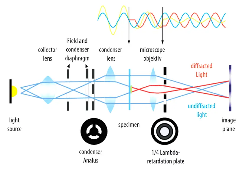 Phase Contrast­ Principle