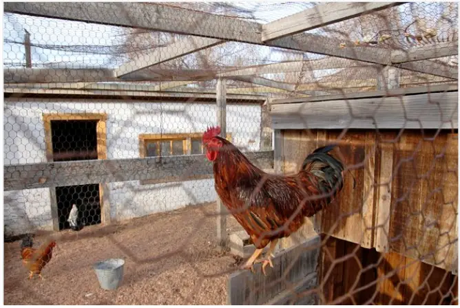 Homedepot How to Install a Chicken Wire Fence fig 1