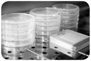 impex MC Media Pad Rapid Aerobic Count - incubate test plate