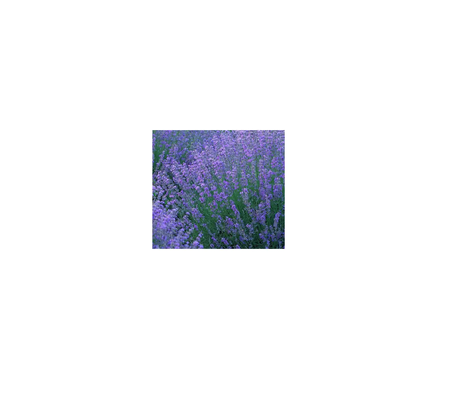 Cottage Farms M89440 3-piece Aromatico Lavender Live Plants User Guide